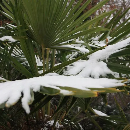 Les Enclos A 4 Mn De Chantilly 3*